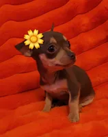 Zelda, a female Chihuahua for sale in Garland, TX – Photo 1 of 3