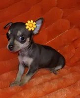 Zelda, a female Chihuahua for sale in Garland, TX – Photo 3 of 3