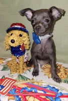 LIL BLUE, a male Chihuahua for sale in Dallas, TX – 4 of 4