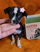 Sally, a female Chihuahua for sale in Fontana, CA – 3 of 3