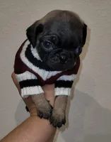 Bucky, a male Pug for sale in Garland, TX – Photo 2 of 4