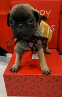 Bucky, a male Pug for sale in Garland, TX – Photo 3 of 4