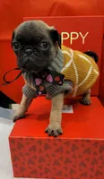 Bucky, a male Pug for sale in Garland, TX – Photo 4 of 4