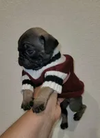 Bucky, a male Pug for sale in Garland, TX – Photo 1 of 4