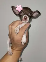TINKER BELL  TEACUP , a female Chihuahua for sale in Fontana, CA – 2 of 3