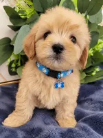 Max , a male Maltipoo for sale in Garland, TX – 1 of 5