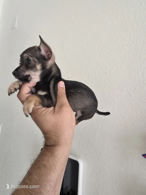 TAQUITO , a male Chihuahua for sale in Dallas, TX – 1 of 4