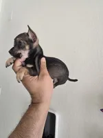 TAQUITO , a male Chihuahua for sale in Dallas, TX – 1 of 4