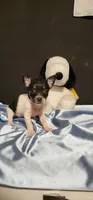 Lil TINY TIM, a male Chihuahua for sale in Moreno Valley, CA – 4 of 4