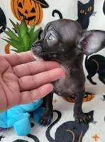 TEACUP ENZO, a male Chihuahua for sale in Fontana, CA – 4 of 7