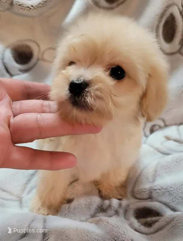 MINI MALTEPOO JERRY – Maltipoo puppy for sale in Dallas, TX