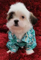 COCO , a male Shih Tzu for sale in Dallas, TX – 1 of 7