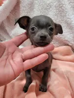 TEACUP LIL BLUE, a male Chihuahua for sale in Dallas, TX – 2 of 7