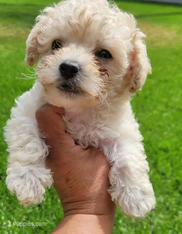 TEACUP TINY TIM – Poodle - Toy  puppy for sale in Fontana, CA
