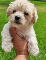 TEACUP TINY TIM, a male Poodle - Toy  for sale in Fontana, CA – 1 of 6