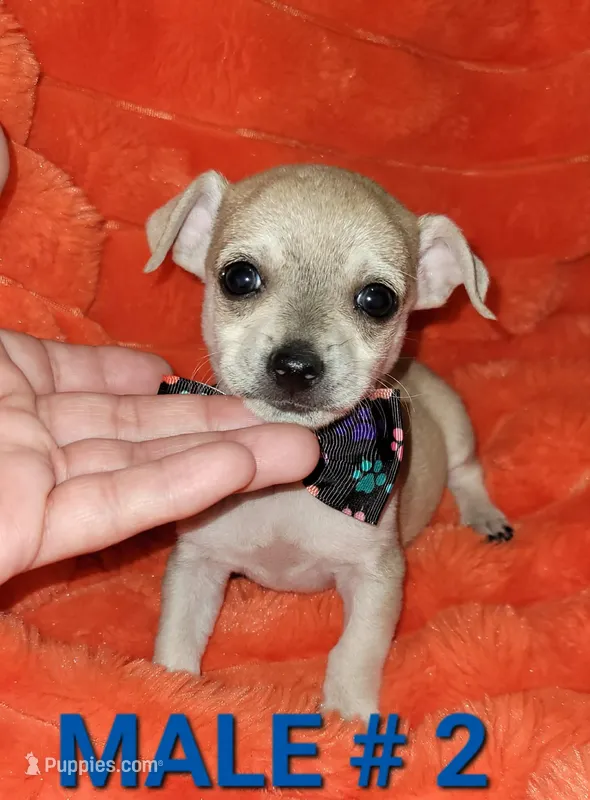 Lucky – Chihuahua puppy for sale in Dallas, TX