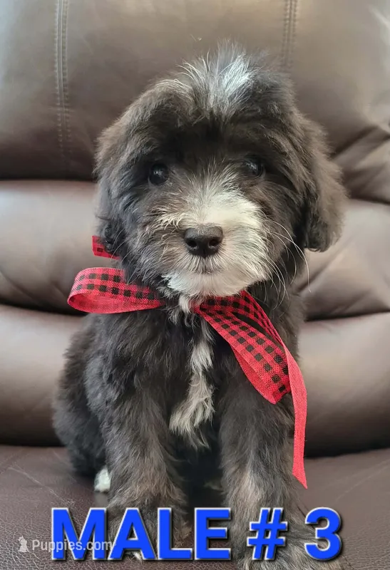 RUFFO – Maltipoo puppy for sale in Dallas, TX