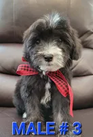 RUFFO, a male Maltipoo for sale in Dallas, TX – 1 of 5