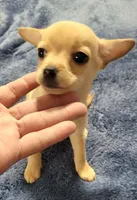 LIL TINY, a male Chihuahua for sale in Santa Barbara, CA – 3 of 3