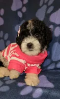 ROSY, a female Maltipoo for sale in Covina, CA – 5 of 7