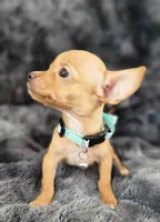 RABITO, a male Chihuahua for sale in Fontana, CA – 3 of 6
