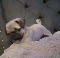 Pinky, a female Pug for sale in Garland, TX – 4 of 4