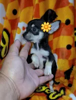 Teacup MITZI(DELIVERY AVAILABLE), a female Chihuahua for sale in Arlington, TX – 4 of 5