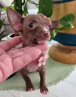 LIL TEACUP MITZI, a female Chihuahua for sale in Katy, TX – 7 of 10