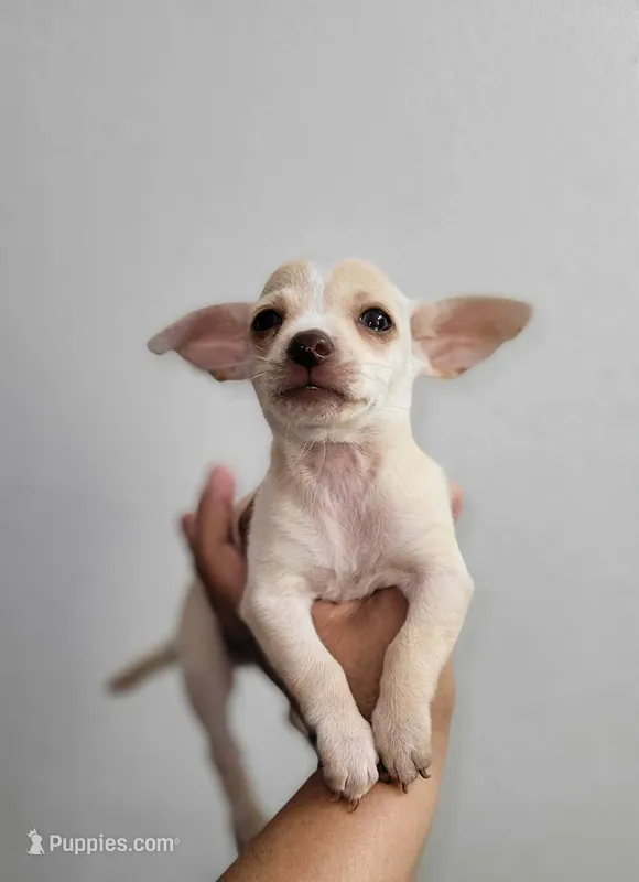 LIL TINY TOY TOMMY – Chihuahua puppy for sale in Moreno Valley, CA
