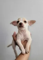 LIL TINY TOY TOMMY, a male Chihuahua for sale in Moreno Valley, CA – 1 of 6