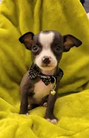LIL TEACUP YOGI, a male Chihuahua for sale in Garland, TX – 5 of 6