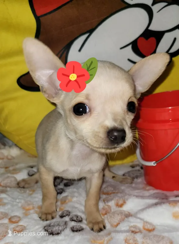 Lil TEACUP BELLA – Chihuahua puppy for sale in Fontana, CA