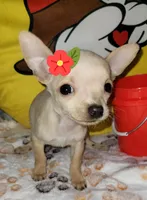 Lil TEACUP BELLA, a female Chihuahua for sale in Fontana, CA – 1 of 9