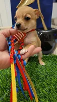 Max , a male Chihuahua for sale in Dallas, TX – 2 of 4