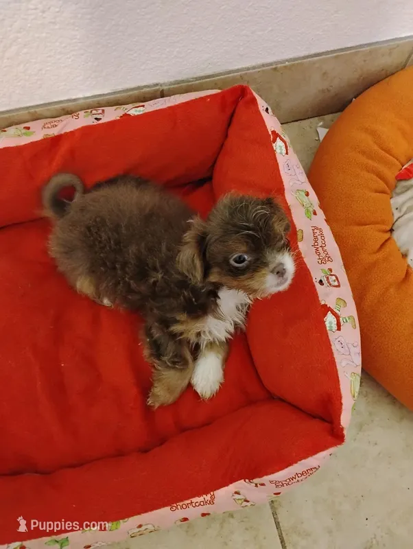 Twix – Shorkie puppy for sale in Dallas, TX