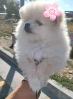 BEAR FACE BELLA, a female Pomeranian for sale in Mesquite, TX – 2 of 5