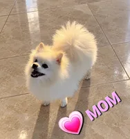 BEAR FACE ALVIN, a male Pomeranian for sale in Mesquite, TX – 4 of 5