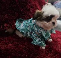 SHIHTZU COCO, a male Shih Tzu for sale in Albuquerque, NM – 3 of 8