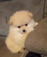 BEAR FACE BELLA, a female Pomeranian for sale in Modesto, CA – 2 of 4