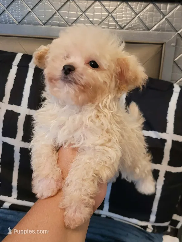 Lil JERRY – Maltipoo puppy for sale in Moreno Valley, CA