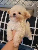 Lil JERRY, a male Maltipoo for sale in Moreno Valley, CA – 1 of 5