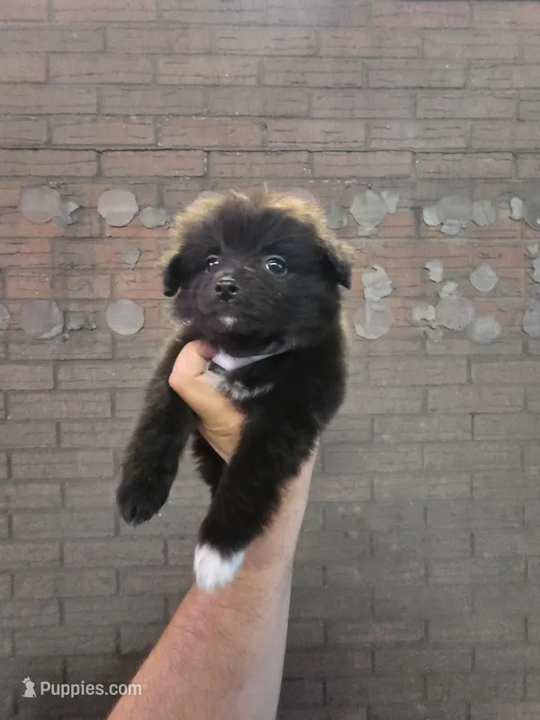 Spike – Pomeranian puppy for sale in Dallas, TX