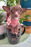 LIL TEACUP MITZI, a female Chihuahua for sale in Katy, TX – 3 of 10