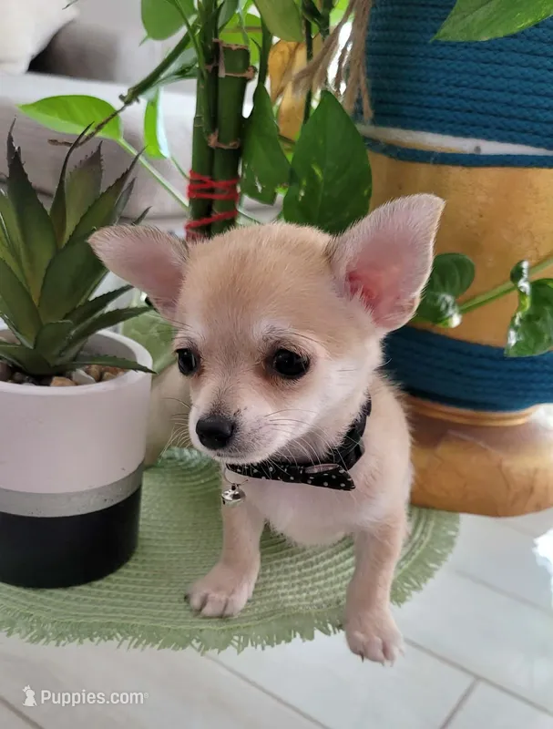 MUÑECO – Pomchi puppy for sale in Garland, TX