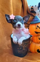 TEACUP ZELDA, a female Chihuahua for sale in Fontana, CA – 2 of 4