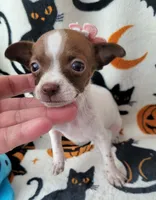 TEACUP TINY, a female Chihuahua for sale in Fontana, CA – 4 of 5