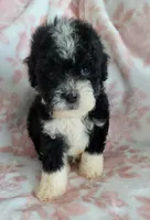 WINSTON , a male Poodle - Toy  for sale in Moreno Valley, CA – 3 of 5