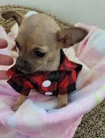 TEACUP LUCAS, a male Chihuahua for sale in Dallas, TX – Photo 2 of 2