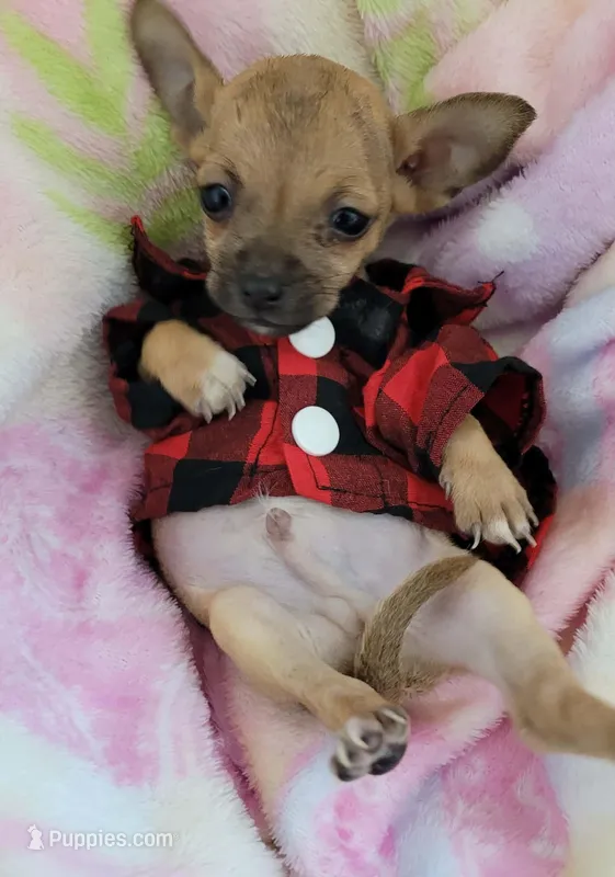 TEACUP LUCAS – Chihuahua puppy for sale in Dallas, TX