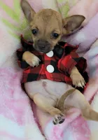 TEACUP LUCAS, a male Chihuahua for sale in Dallas, TX – Photo 1 of 2